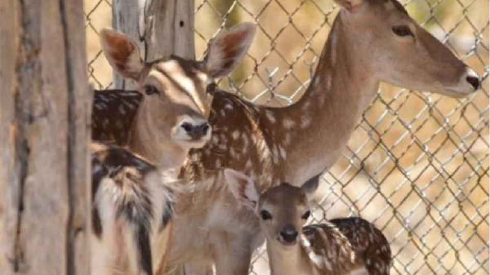 Nacen nuevas especies en el Centro Ecológico de Sonora
